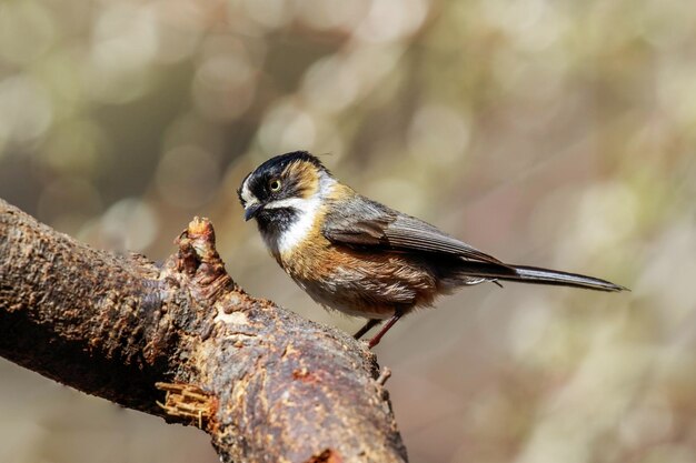 写真 枝 に 座っ て いる 鳥 の クローズアップ