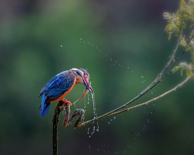 写真 枝 に 座っ て いる 鳥 の クローズアップ