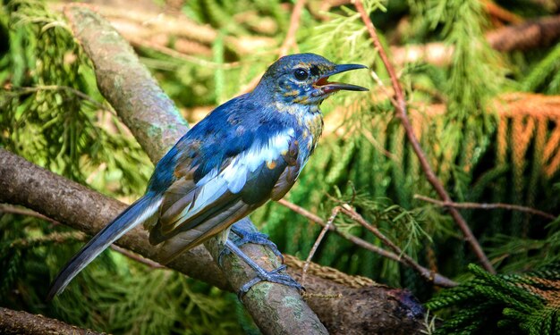 写真 枝 に 座っ て いる 鳥 の クローズアップ