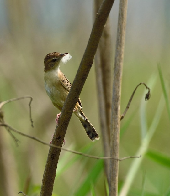 写真 枝 に 座っ て いる 鳥 の クローズアップ