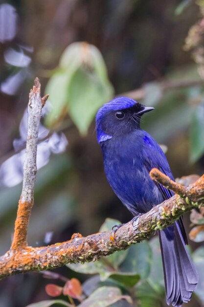 写真 枝 に 座っ て いる 鳥 の クローズアップ