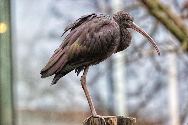 写真 枝 に 座っ て いる 鳥 の クローズアップ