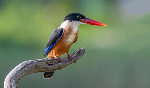 写真 枝 に 座っ て いる 鳥 の クローズアップ