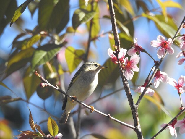 写真 枝 に 座っ て いる 鳥 の クローズアップ