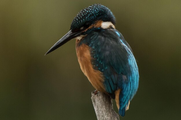 写真 枝 に 座っ て いる 鳥 の クローズアップ