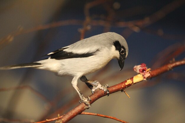 写真 枝 に 座っ て いる 鳥 の クローズアップ