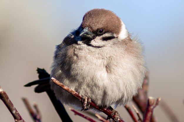 写真 枝 に 座っ て いる 鳥 の クローズアップ