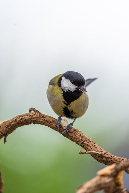 写真 枝 に 座っ て いる 鳥 の クローズアップ