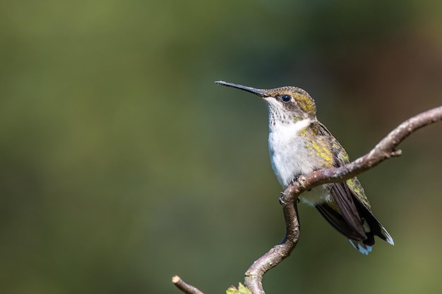 写真 枝 に 座っ て いる 鳥 の クローズアップ