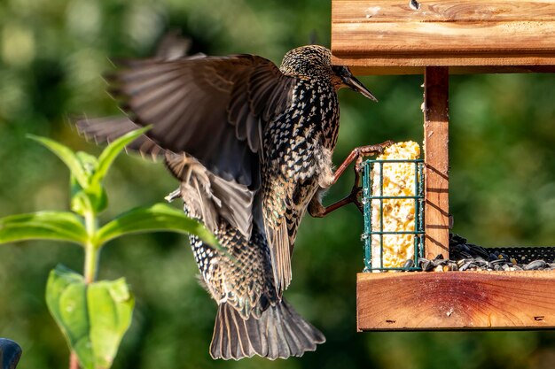 写真 枝 に 座っ て いる 鳥 の クローズアップ