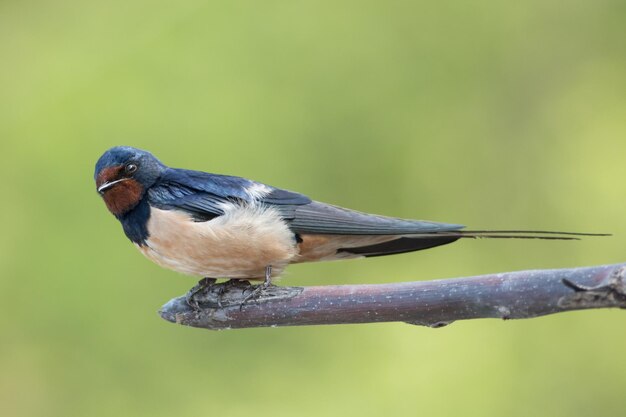 写真 枝 に 座っ て いる 鳥 の クローズアップ