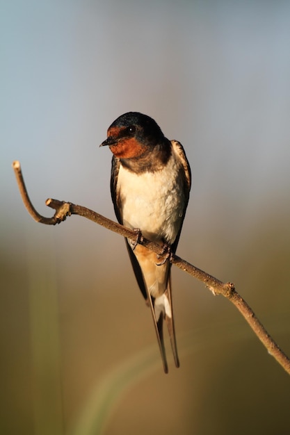 写真 枝 に 座っ て いる 鳥 の クローズアップ