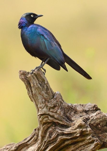 写真 枝 に 座っ て いる 鳥 の クローズアップ