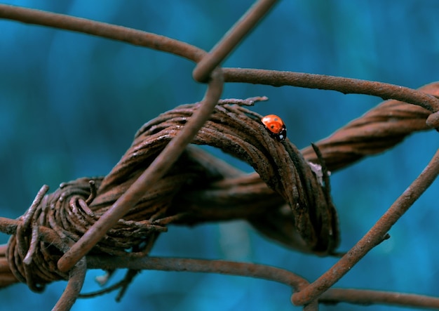 写真 枝 に 座っ て いる 鳥 の クローズアップ