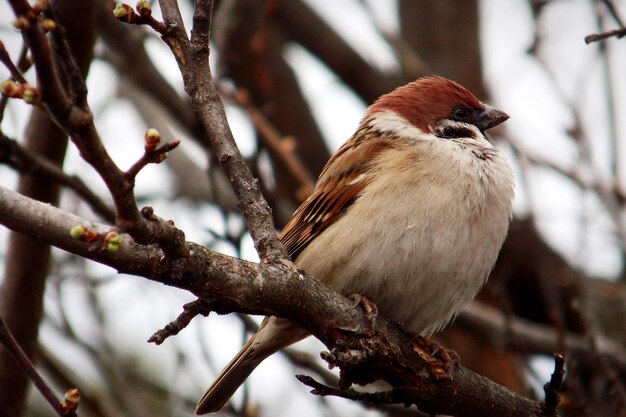 写真 枝 に 座っ て いる 鳥 の クローズアップ