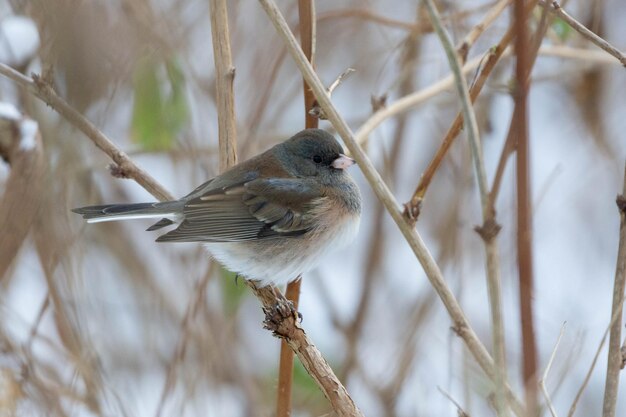 写真 枝 に 座っ て いる 鳥 の クローズアップ