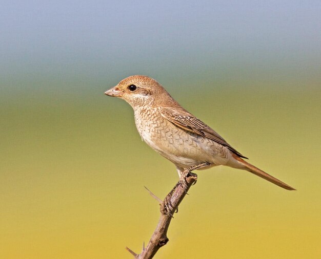 写真 枝 に 座っ て いる 鳥 の クローズアップ