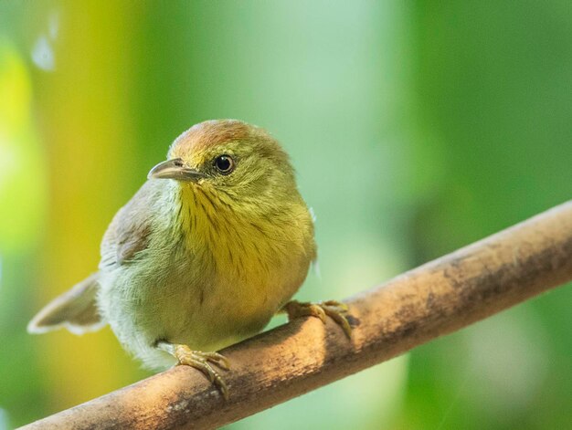 写真 枝 に 座っ て いる 鳥 の クローズアップ