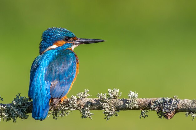 写真 枝 に 座っ て いる 鳥 の クローズアップ