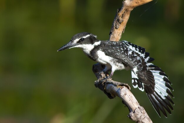 写真 枝 に 座っ て いる 鳥 の クローズアップ