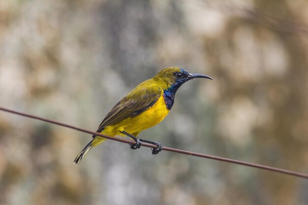 写真 ケーブルに座っている鳥のクローズアップ