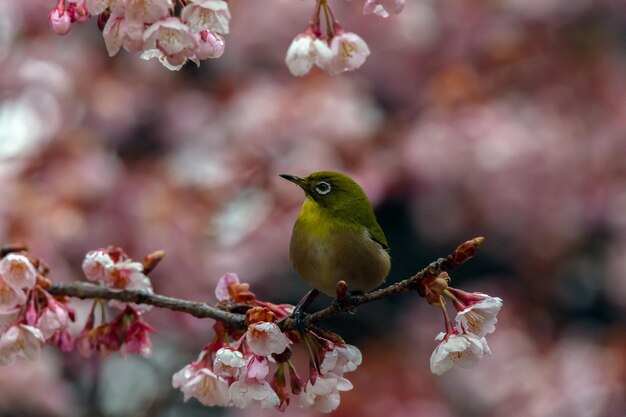 写真 桜 の 花 に 座っ て いる 鳥 の クローズアップ