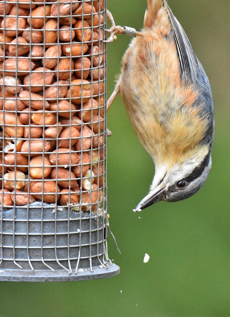 写真 フィーダーに座っている鳥のクローズアップ