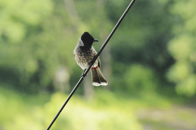 写真 フィーダーに座っている鳥のクローズアップ