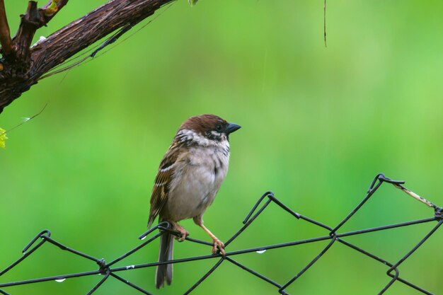 写真 フェンス に 座っ て いる 鳥 の クローズアップ