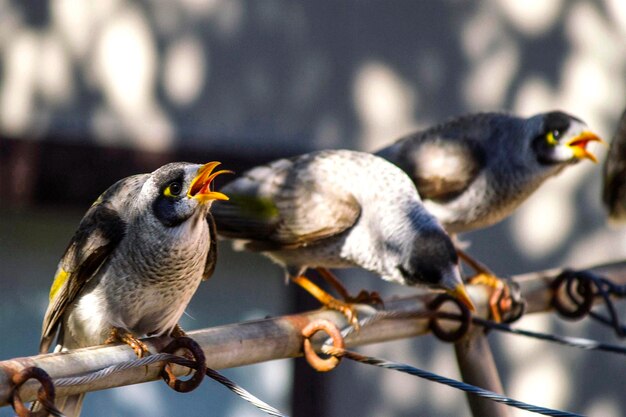 写真 フェンス に 座っ て いる 鳥 の クローズアップ