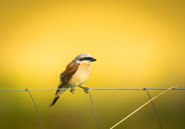 写真 フェンス に 座っ て いる 鳥 の クローズアップ