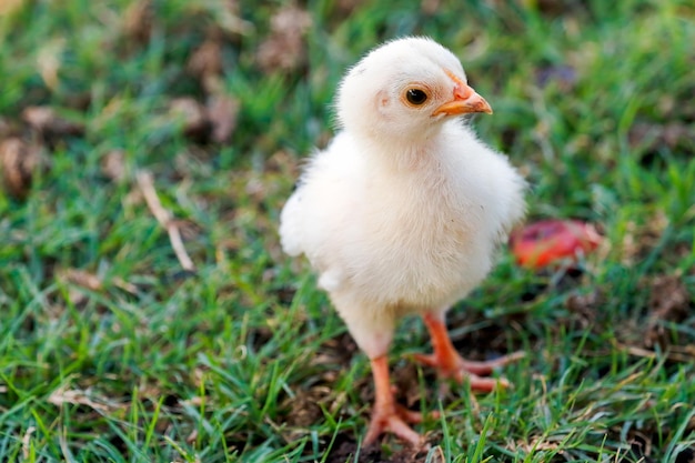 写真 野原 に 座っ て いる 鳥 の クローズアップ