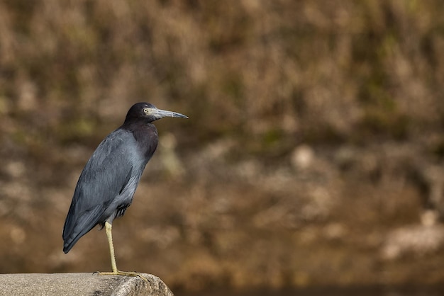 写真 野原に座っている鳥のクローズアップ