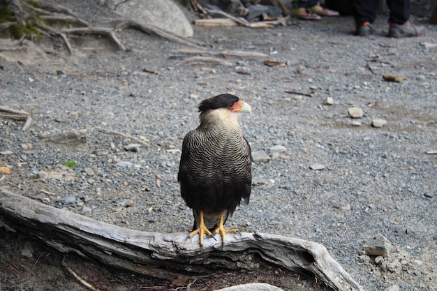 写真 野原に座っている鳥のクローズアップ