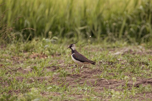 写真 野原に座っている鳥のクローズアップ