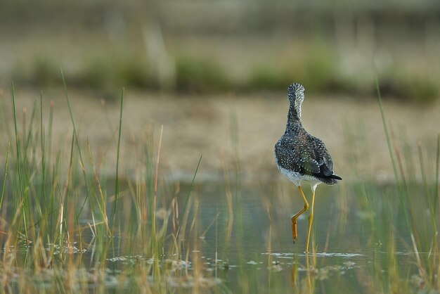 写真 野原に座っている鳥のクローズアップ