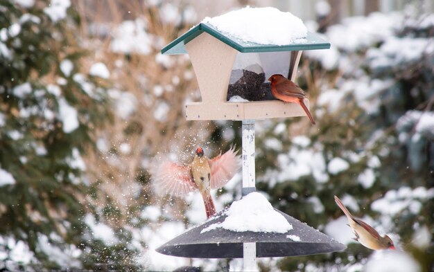 Фото Близкий план птицы, сидящей на замороженном доме