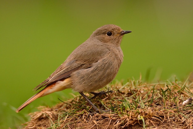 写真 草の上に座っている鳥のクローズアップ