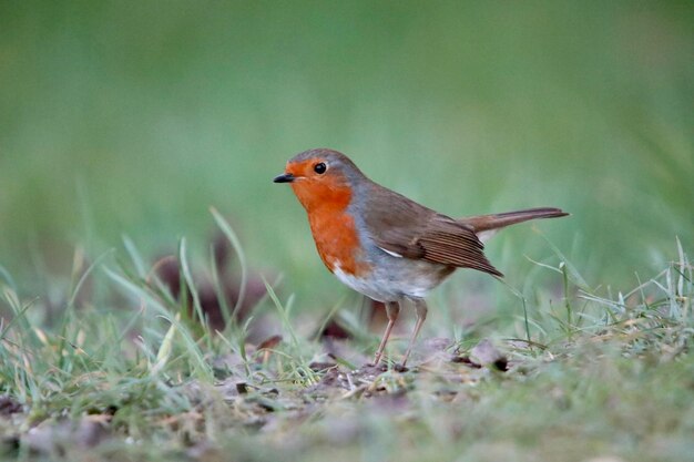 写真 草の上に座っている鳥のクローズアップ