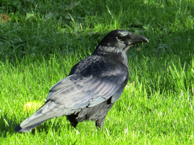 写真 草の上に座っている鳥のクローズアップ