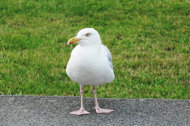 写真 草の上に座っている鳥のクローズアップ