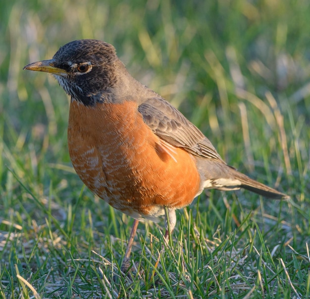 写真 草の上に座っている鳥のクローズアップ