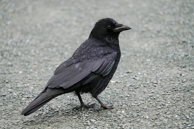 写真 地面に座っている鳥のクローズアップ