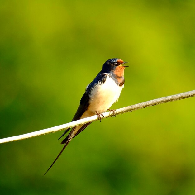 写真 葉の上に座っている鳥のクローズアップ