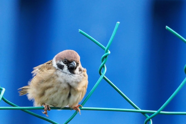 Фото Близкий снимок птицы, сидящей на металлическом заборе