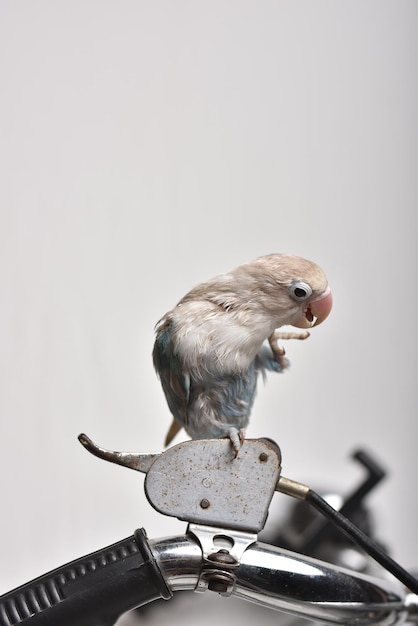 Фото Близкий план птицы, сидящей на металле