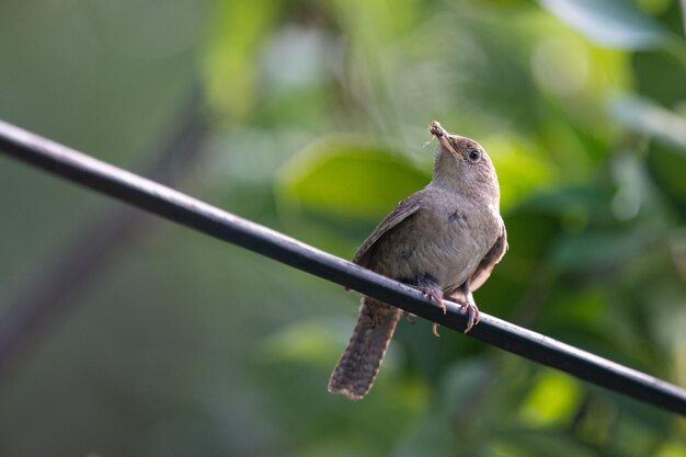 写真 金属の上に座っている鳥のクローズアップ