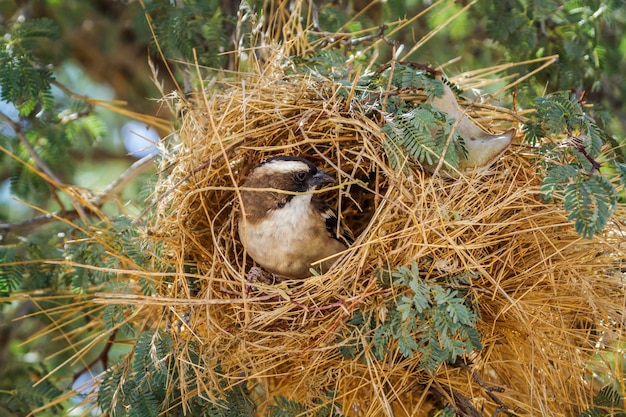 写真 巣に座っている鳥のクローズアップ