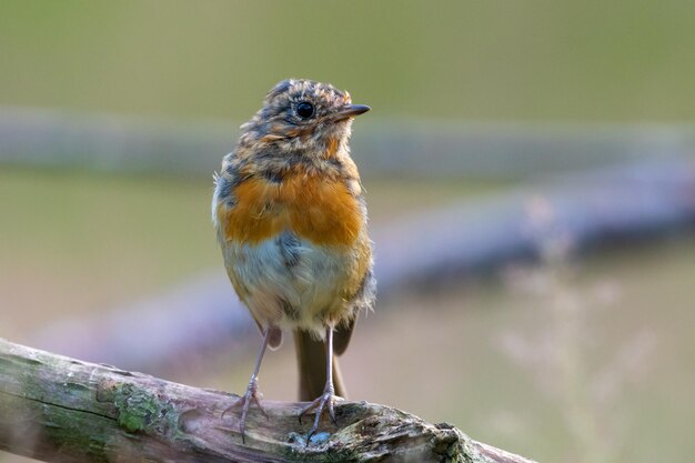 写真 植物 に 座っ て いる 鳥 の クローズアップ