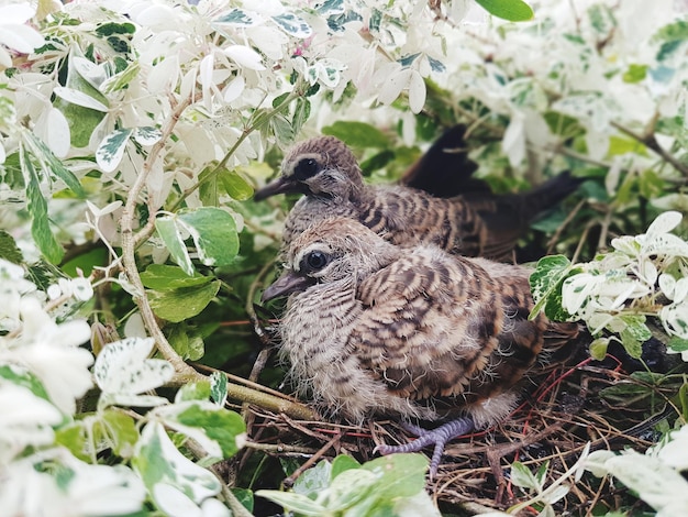 写真 植物 に 座っ て いる 鳥 の クローズアップ